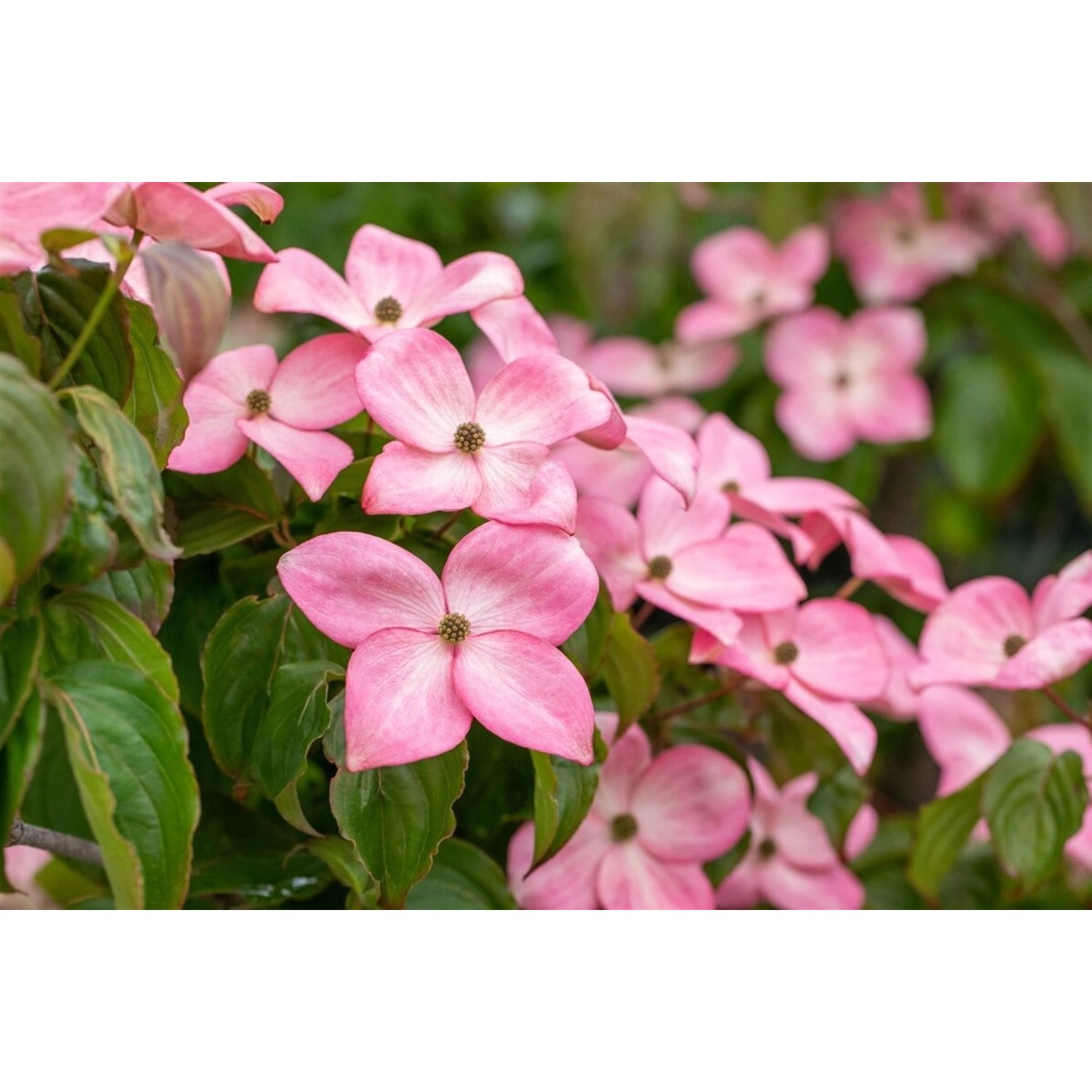 Cornus Florida Rubra Blumen-Hartriegel Rosa Blüten 40–60 cm günstig online kaufen