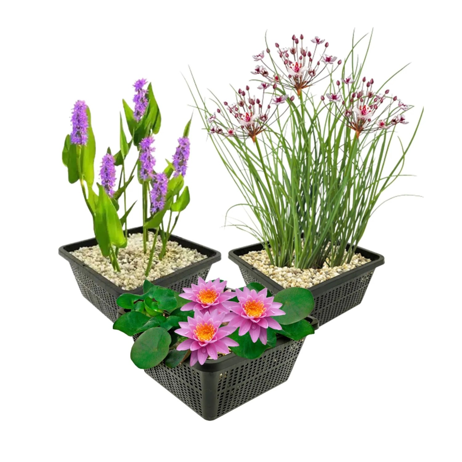 Vdvelde Teichset Komplett Rosa   9 Pflanzen Inkl Lilie 3 Körbe & Zubehör