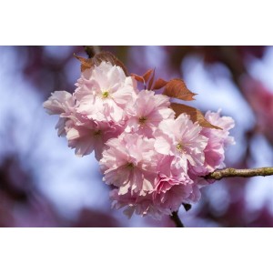 Nahaufnahme der rosa Blüten einer Prunus Subhirtella Accolade Zierkirsche.