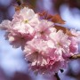 Nahaufnahme der rosa Blüten einer Prunus Subhirtella Accolade Zierkirsche.