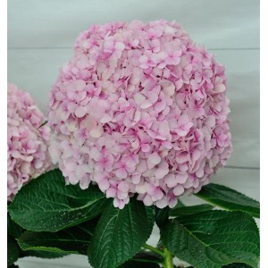 Rosa Ballhortensie Dolly Buster (Hydrangea macrophylla) mit großen Blütenbällen und grünen Blättern.
