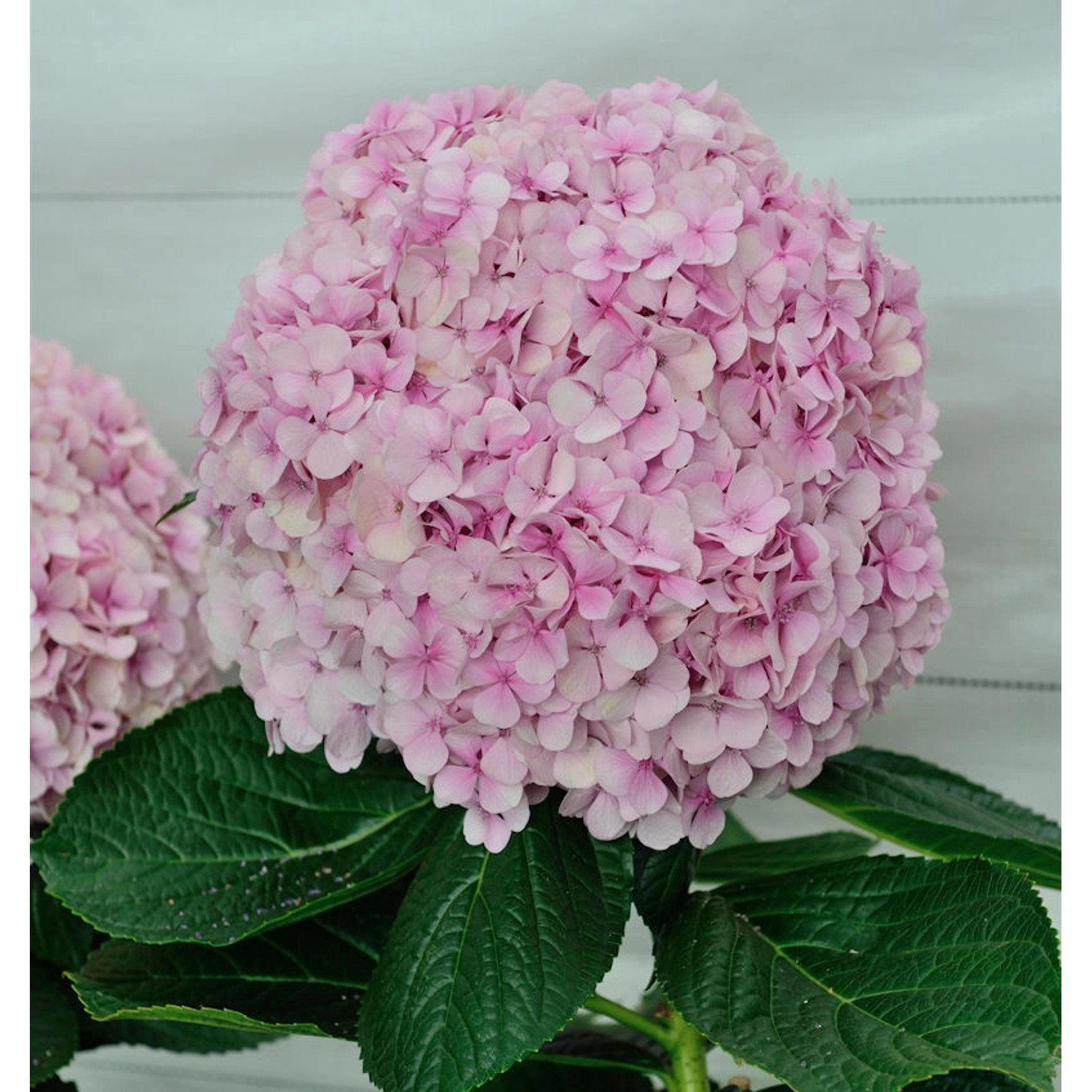 Ballhortensie Dolly Buster 40-60cm - Hydrangea macrophylla günstig online kaufen