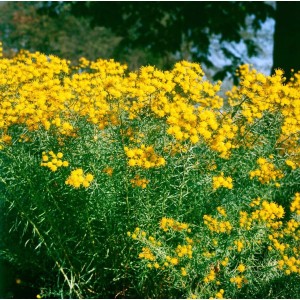 Goldgelb blühende Goldhaaraster (Aster linosyris) im 9x9 cm Topf.