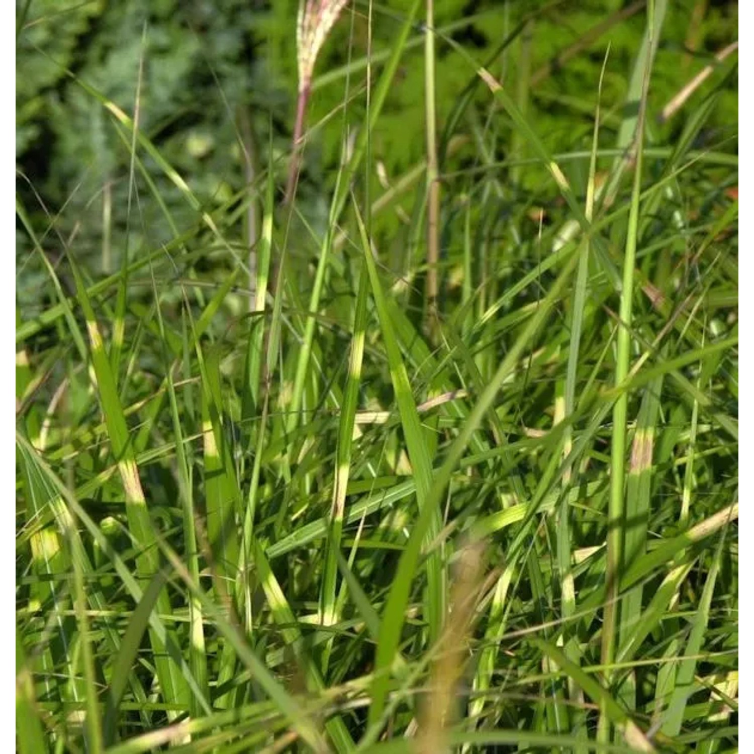 Chinaschilf Pünktchen - Miscanthus sinensis