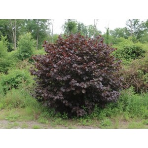 Baumfink Bluthasel als Topfpflanze 60-100cm