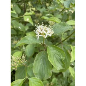 Baumfink Roter Hartriegel mit grünem Laub und weißen Blüten als Topfpflanze.