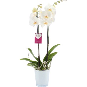 GROW by OBI Schmetterlingsorchidee mit gelben Akzenten im weißen Topf, ca. 12 cm Topf-Durchmesser.