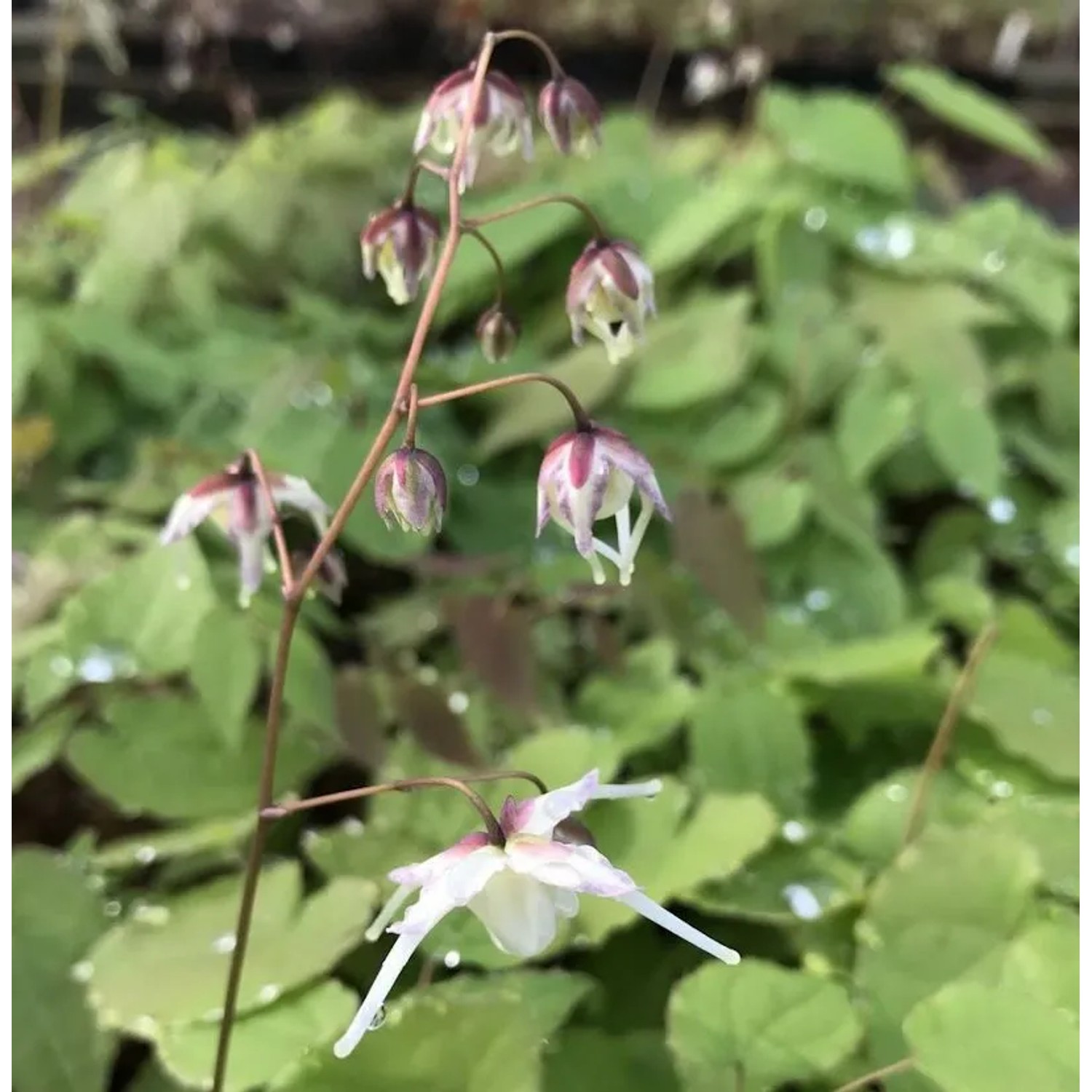 Zwerg Elfenblume - Epimedium grandiflorum