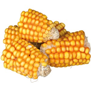 Trixie Maiskolbenstücke, Nager-Snack für Heimtiere.