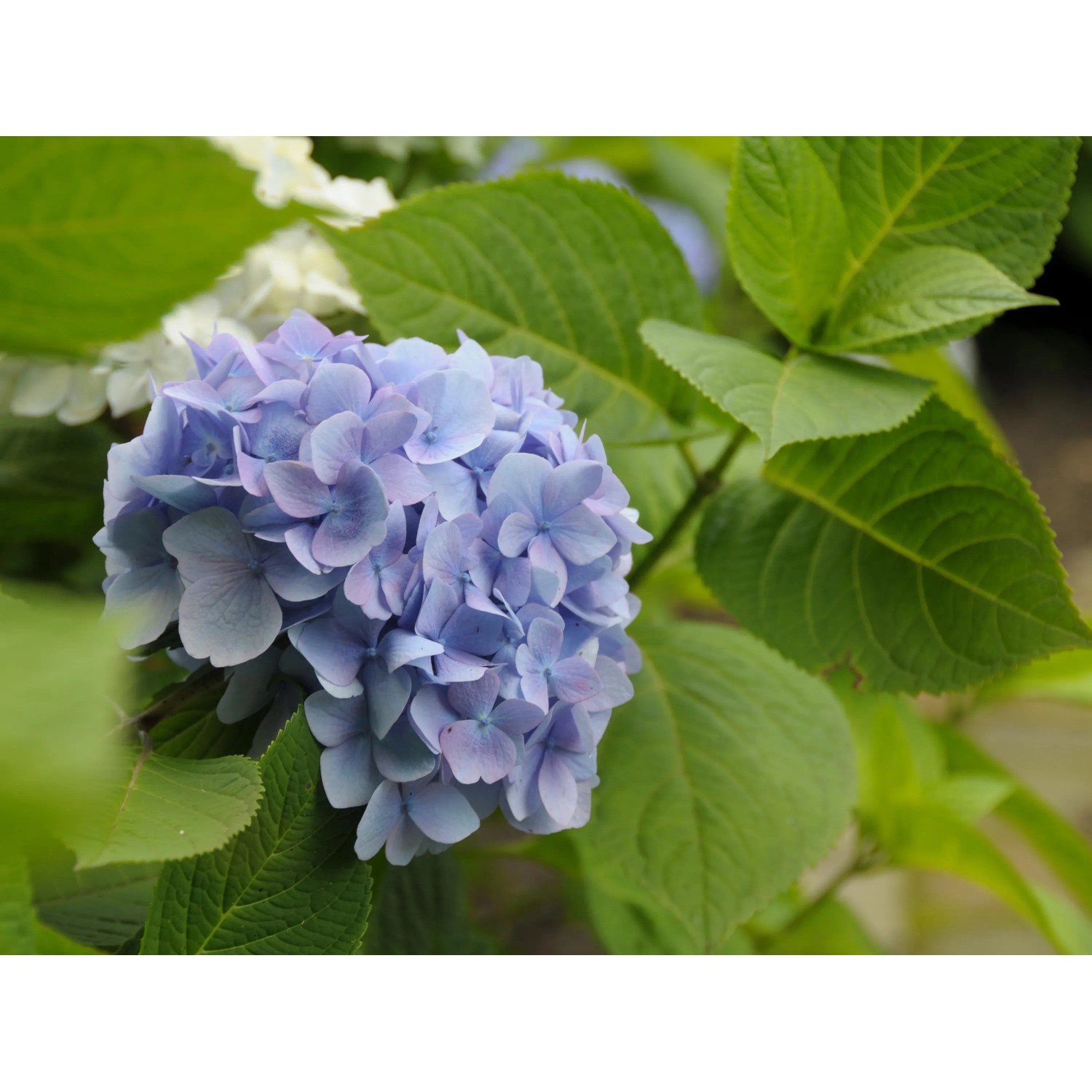 Bauernhortensie Bluht Nicht