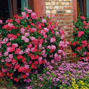Hängende Geranie im Topf (ca. 10,5 cm) mit roten und pinken Blüten vor einer Backsteinmauer.