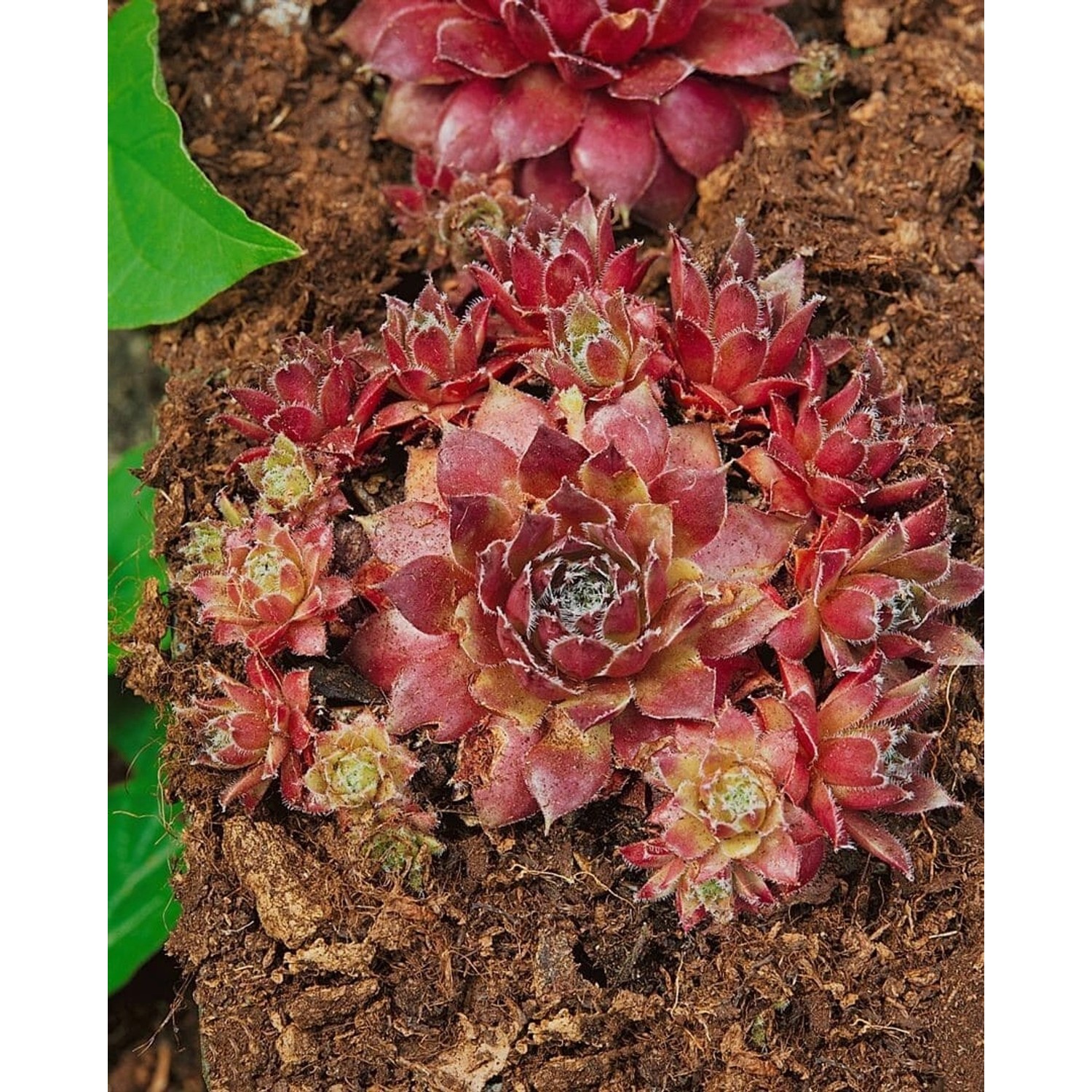Sempervivum X Cult. Rusty Hauswurz Ca. 9x9 cm Topf günstig online kaufen
