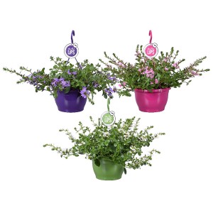 Fächerblume im Topf, verschiedene Farben (lila, pink, grün), Sommerpflanze für Balkon und Garten.