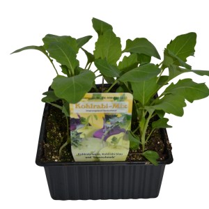 Kohlrabi Mix in 6er Schale mit Wurzelballen, verschiedene Sorten.