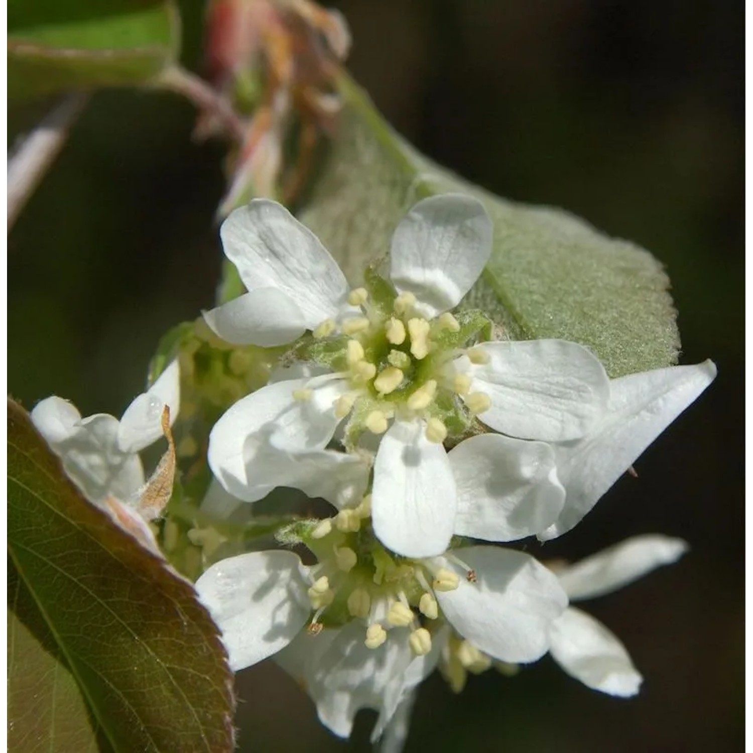 Säulen Felsenbirne 100-125cm - Amelanchier alnifolia