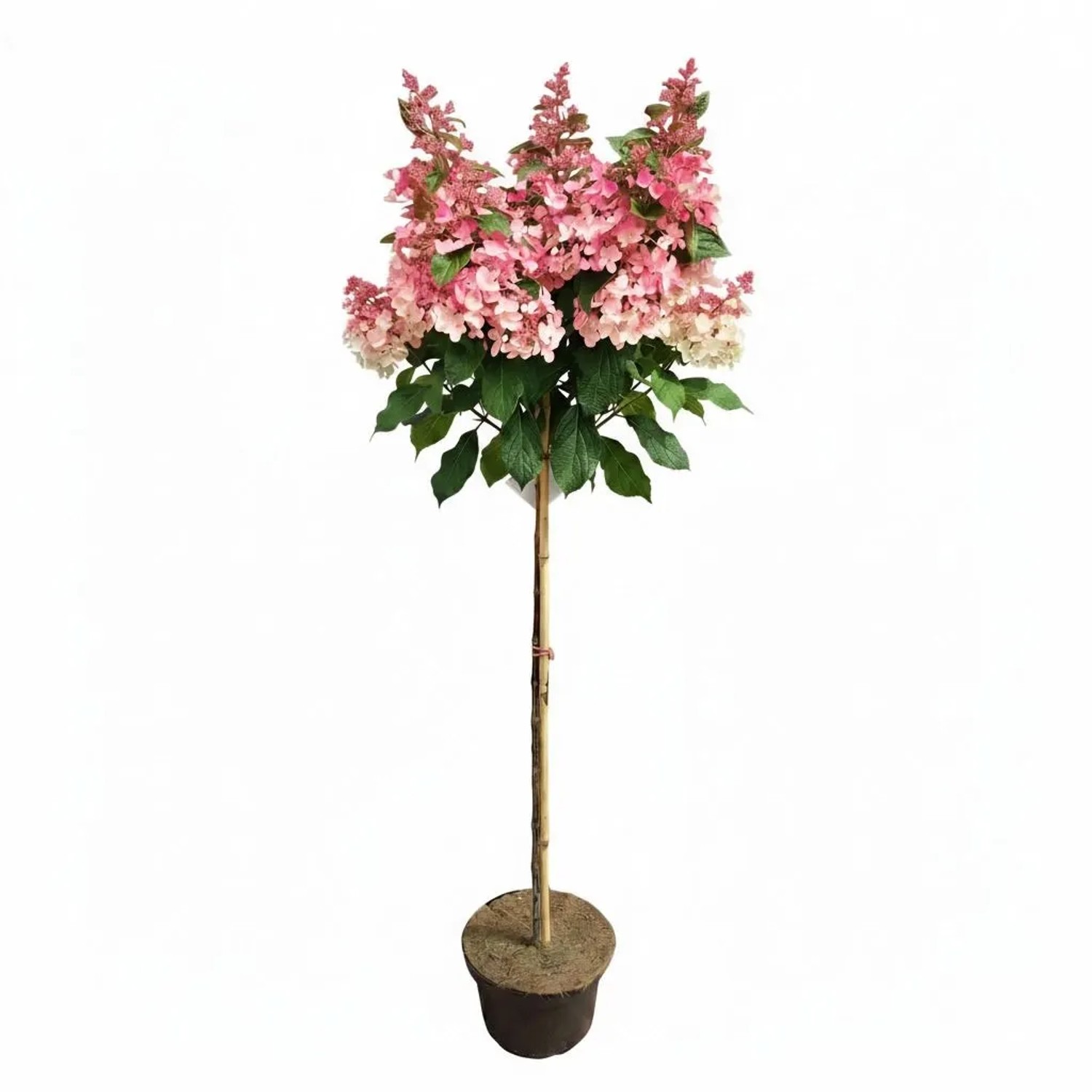 Pflanzen-Boering Hydrangea Paniculata Wims Red 130-140 cm Rispenhortensie Stämmchen Rote Blüten