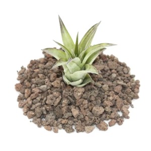 Kleine Tillandsia Brachycaulos Mutliflora Exotenherz Pflanze auf Lavasteinen.