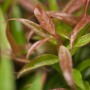 Detailaufnahme der roten Blätter der Leucothoe Burning Love Traubenheide.