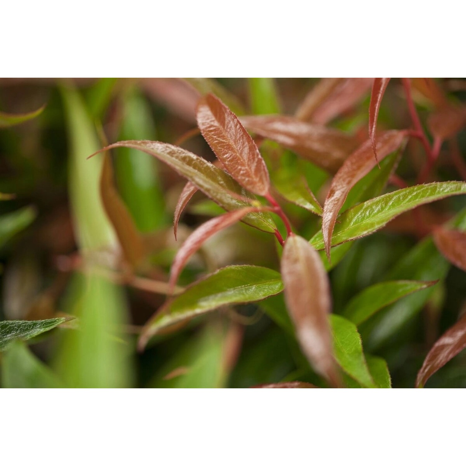 Leucothoe Keiskei Burning Love Traubenheide Rot 20–30 cm günstig online kaufen