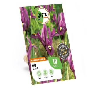 GROW by OBI Schwertlilie J.S. Dijt Purple 10 Stück Iris reticulata Purple Hill