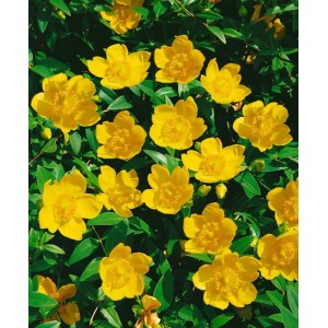 Nahaufnahme des leuchtend gelb blühenden Johanniskraut 'Hidcote', 40-60 cm hoch.