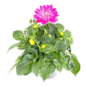 Garten-Dahlie XXL im Topf, ca. 23 cm, mit pinkfarbener Blüte und grünen Blättern.