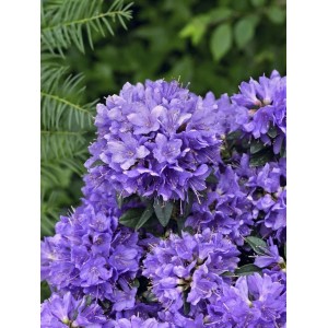Blühender Zwerg-Rhododendron 'Blue Tit' mit leuchtend blauen Blüten.