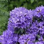 Blühender Zwerg-Rhododendron 'Blue Tit' mit leuchtend blauen Blüten.