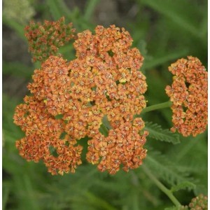 Nahaufnahme der orangefarbenen Blüte der Schafgarbe Terracotta (Achillea millefolium) im Garten.