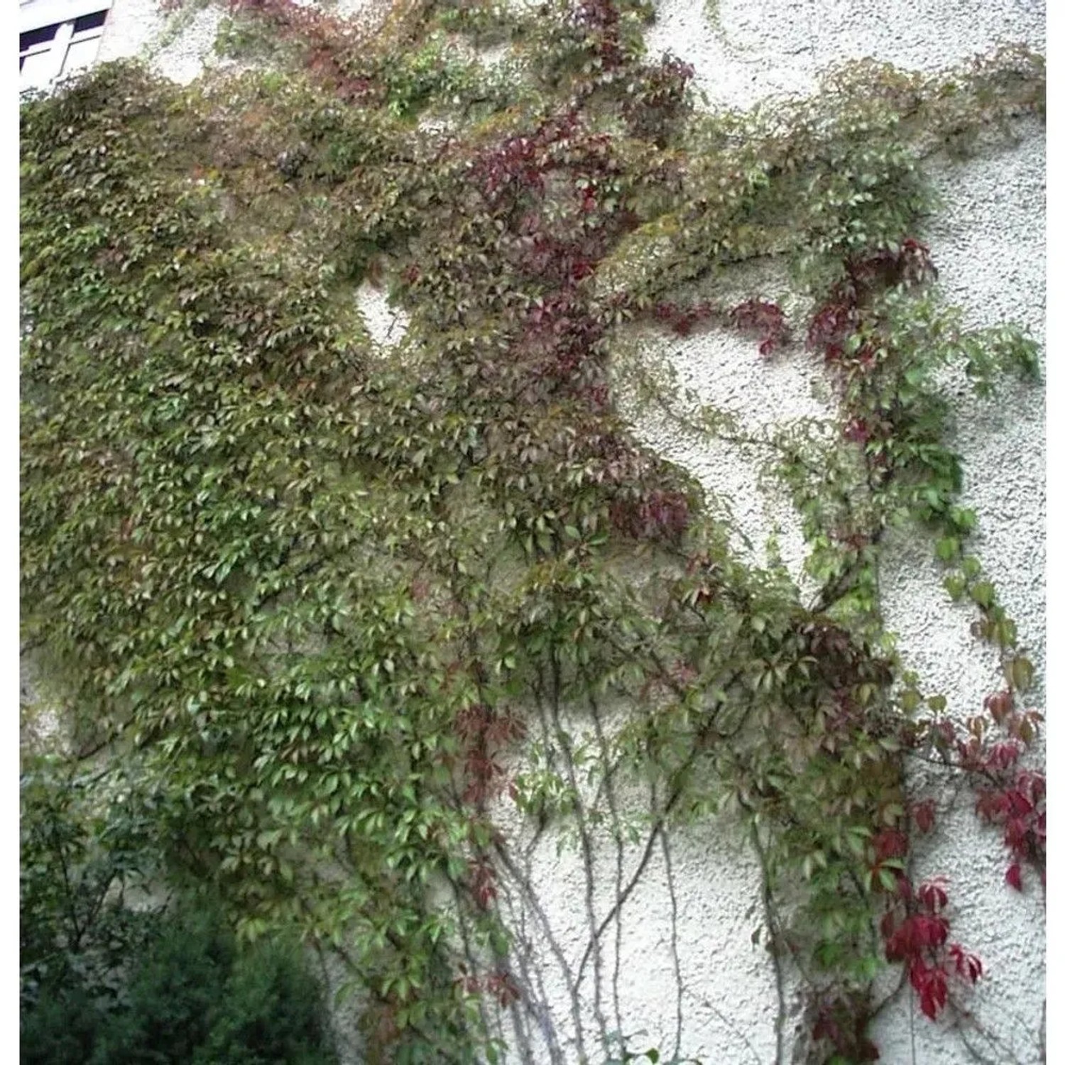 Mauerkatze Engelmann 80-100cm - Parthenocissus quinquefolia