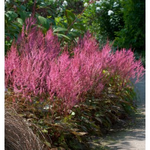 Prachtspiere 'Obergärtner Jürgens' mit pinkfarbenen Blüten im Garten.