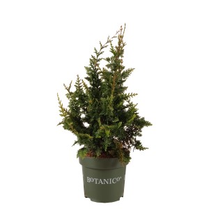 Zwerg-Hinoki-Zypresse 'Teddy Bear' im Topf, grüne Scheinzypresse für Garten & Kübel.