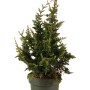 Zwerg-Hinoki-Zypresse 'Teddy Bear' im Topf, grüne Scheinzypresse für Garten & Kübel.