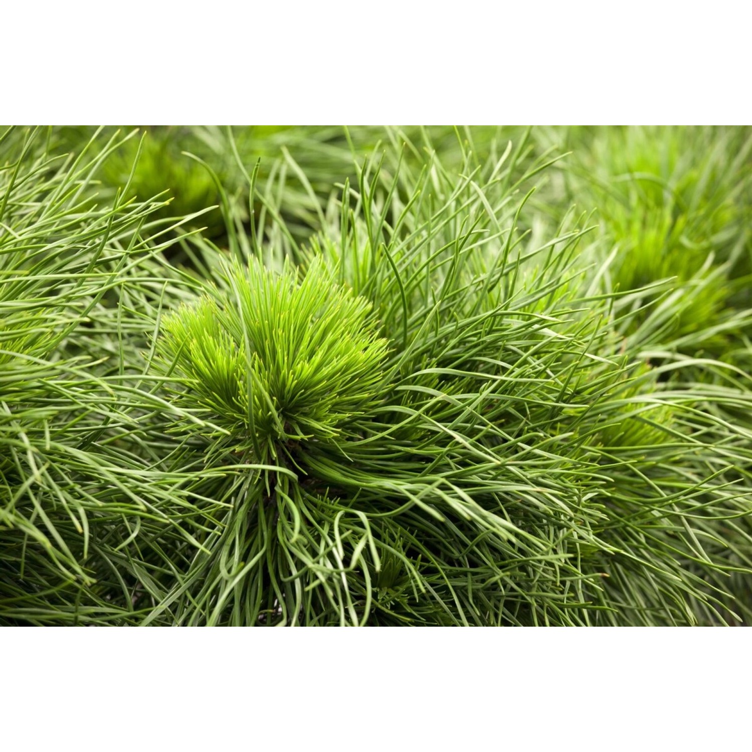 Pinus Mugo Varella Bergkiefer Kompakt 20–25 cm günstig online kaufen