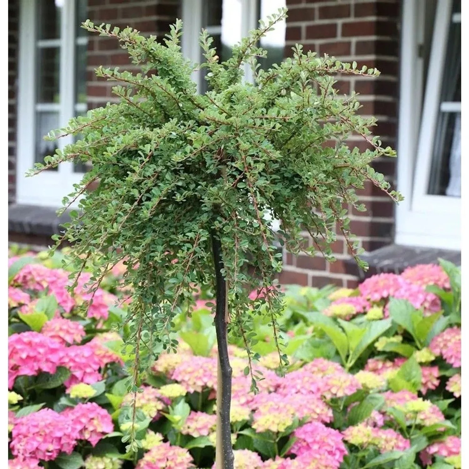 Hochstamm Kompaktwachsender Cotoneaster 60-80cm - Cotoneaster congestus