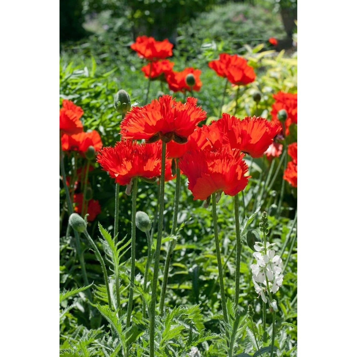 Papaver Orientale Türkischer Mohn Rembrandt Ca 9x9 cm Topf günstig online kaufen