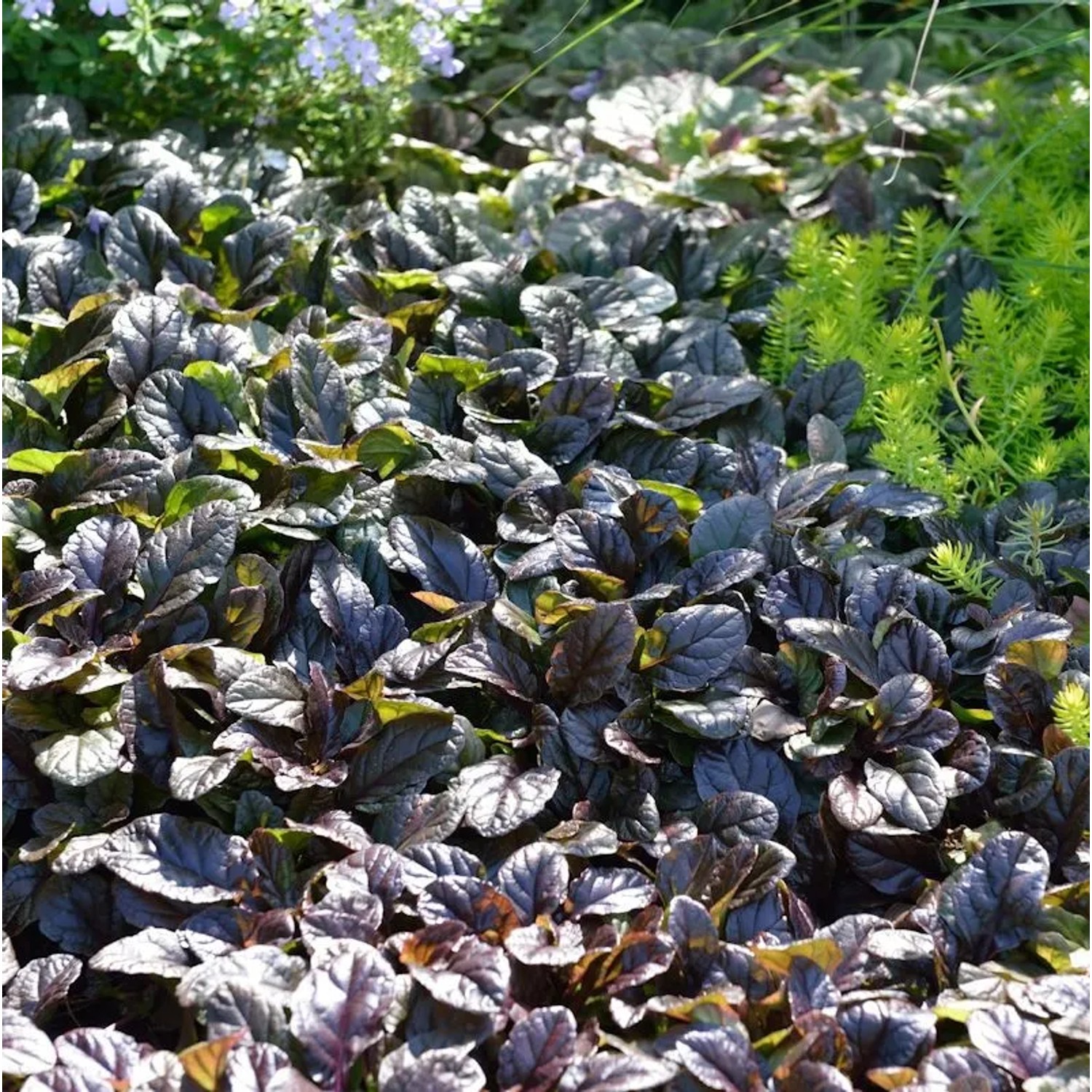 Günsel rotlaubig - Ajuga reptans