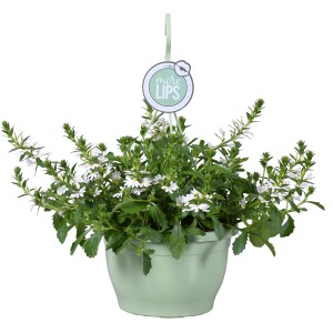 Fächerblumen-Ampel mit weißen Blüten im Topf (ca. 25cm Ø).