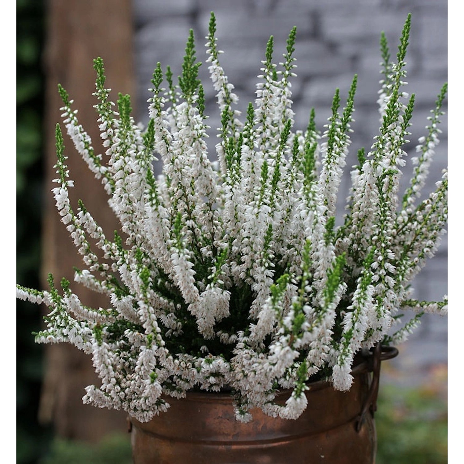 10x Besenheide Hammondii - Calluna vulgaris günstig online kaufen