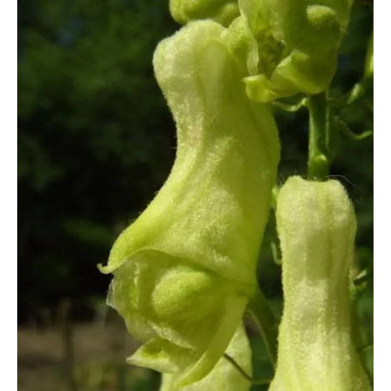 Gelber Eisenhut - Aconitum,amarckii