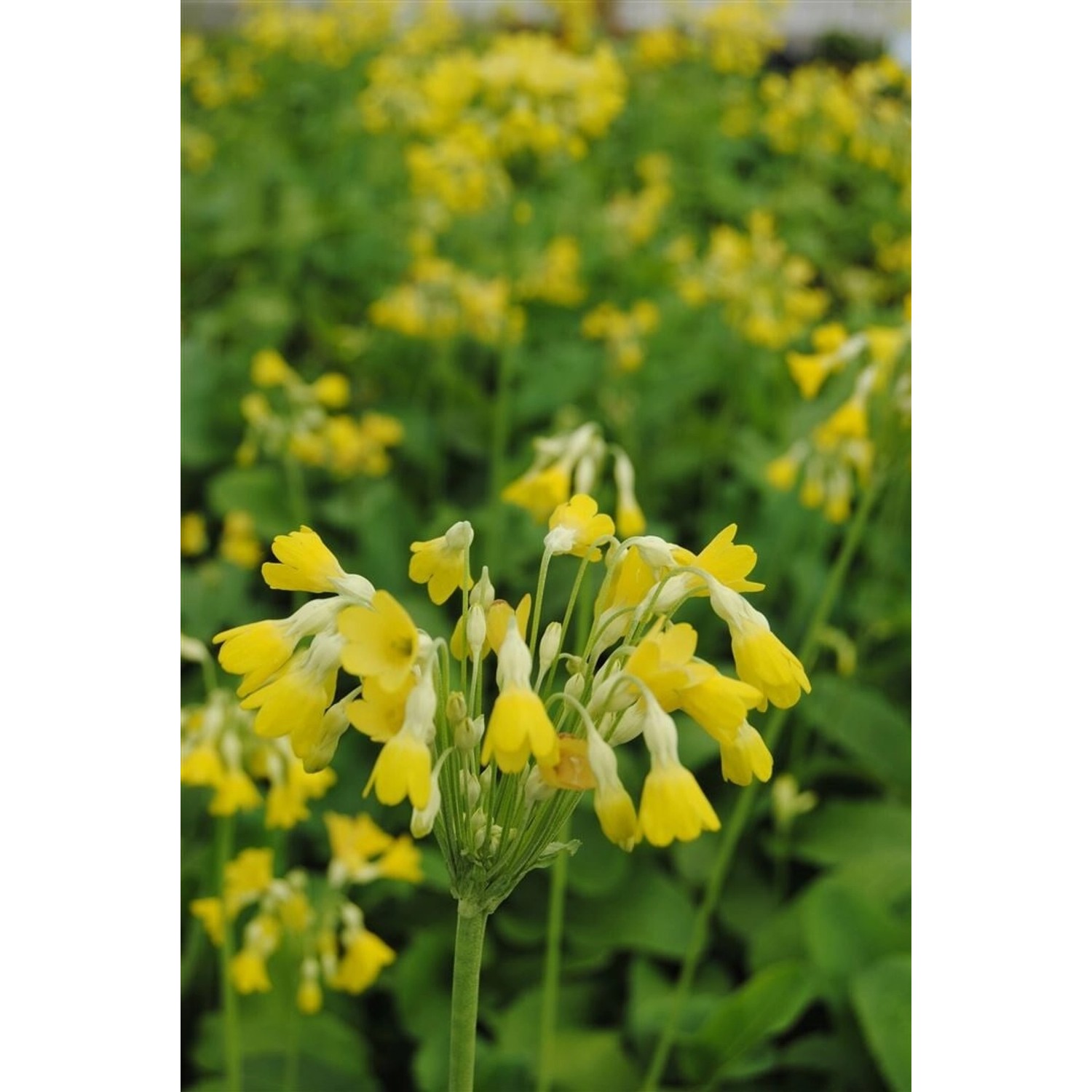 Primula Florindae Himalaya Schlüsselblume Ca. 9x9 cm Topf günstig online kaufen