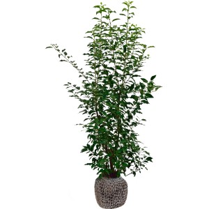 Kirschlorbeer Angustifolia Set, 100 Stück, Höhe 60-80cm, Ballenware für Hecken.