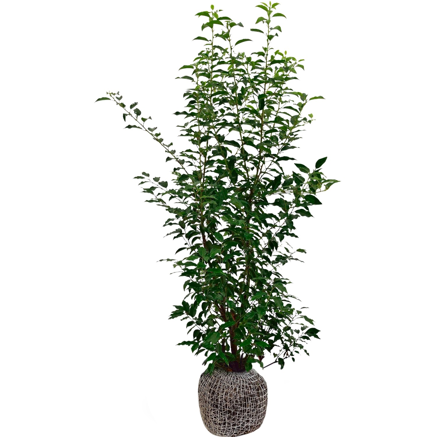 Kirschlorbeer ''Angustifolia'' Set à 100 Stück Höhe 60 - 80 cm Ballenware