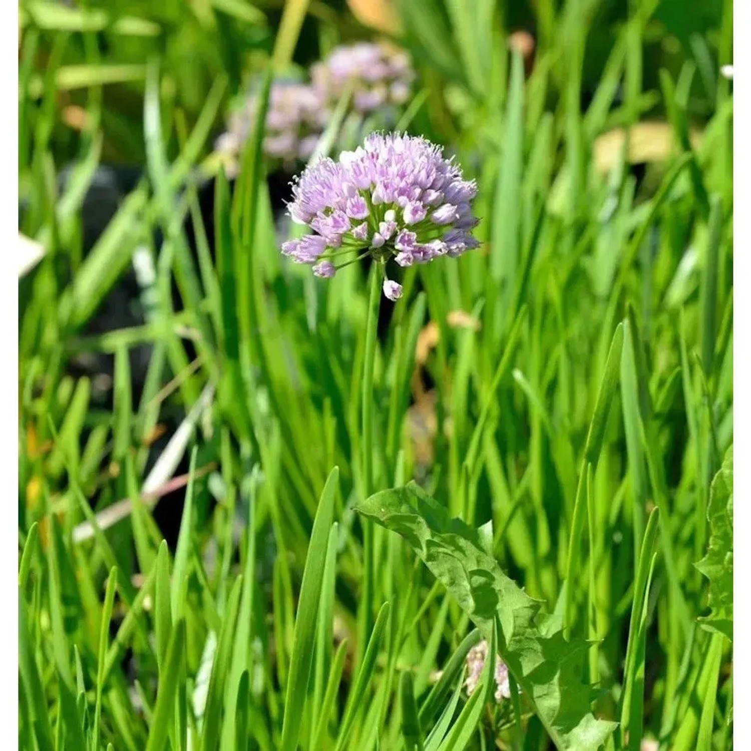 Blühender Berglauch Millenium (Allium senescens) im Garten.