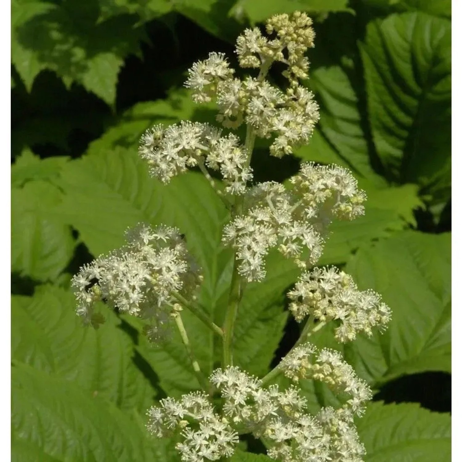 Gestieltblättriges Schaublatt - Rodgersia podophylla