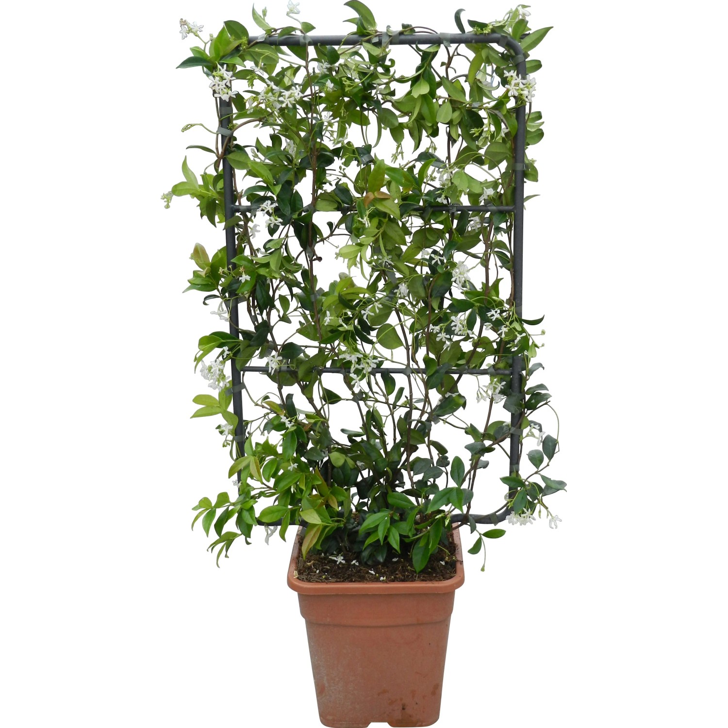 GROW by OBI Sternjasmin Kletterpflanze Rhyncospermum jasminoides 90 cm 18 l  kaufen bei OBI