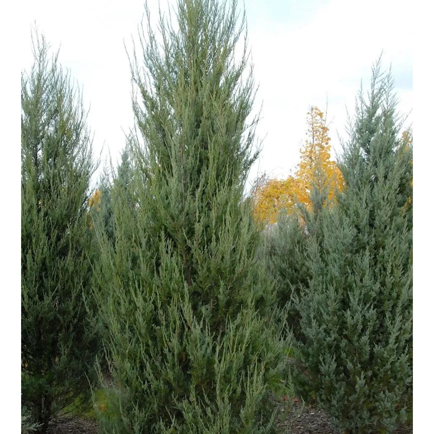 Raketenwacholder Skyrocket 80-100cm - Juniperus scopulorum