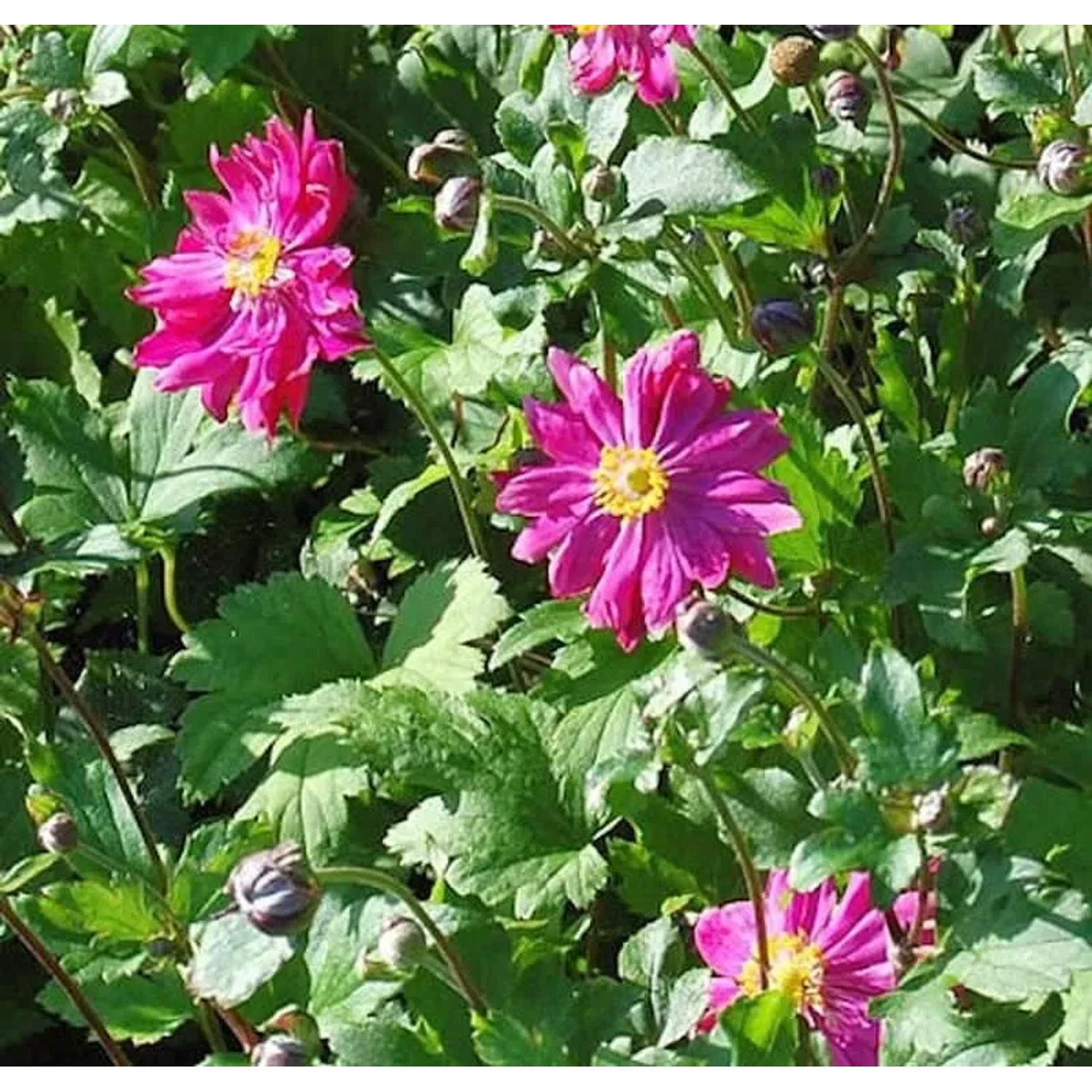 Herbstanemone Bressingham Glow - Anemone japonica