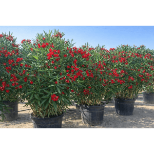 Sunny-Tree Oleander Farbe Rot  220/240 cm Nerium Oleander Pflanze für Draußen Immergrün im Winter Mediterrane Pflanze