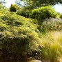 Filigraner, grüner Japanischer Ahorn (Acer Palmatum Dissectum) im Garten.